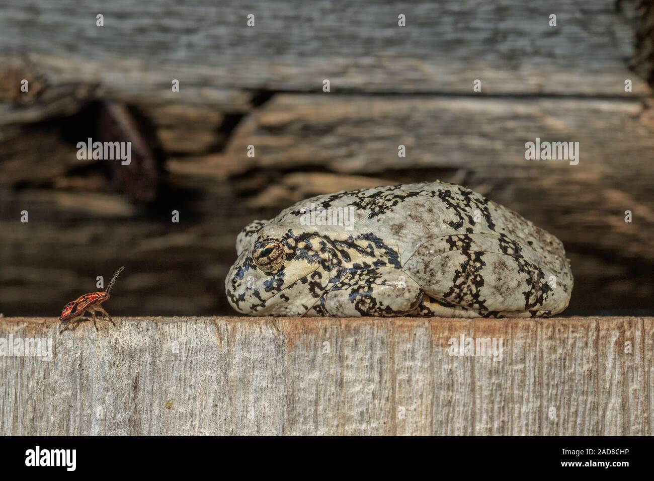 A small beetle approaches a Gray Tree Frog. Stock Photo