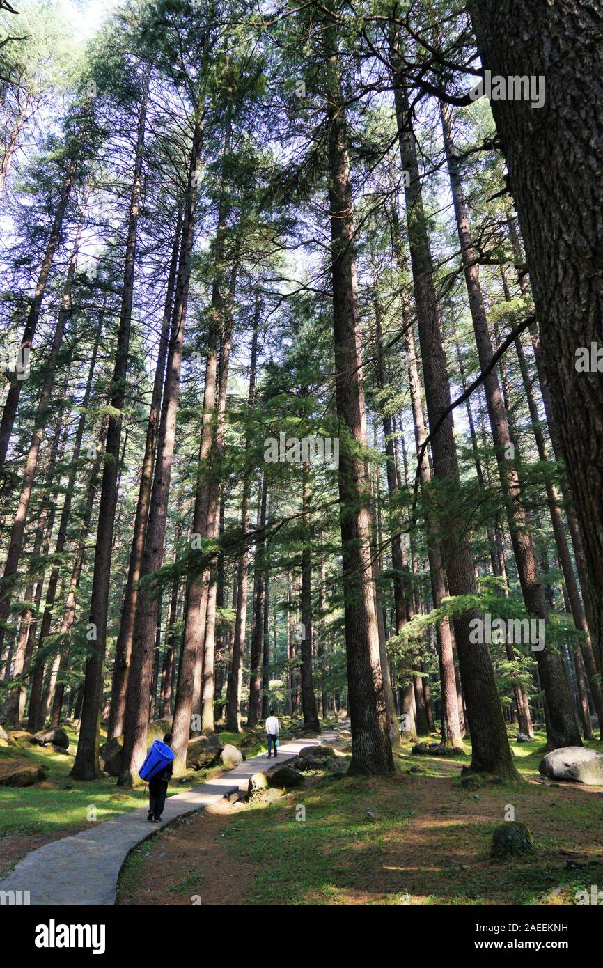 Deodar trees forest, Wildlife Sanctuary, Manali, Himachal Pradesh, India, Asia Stock Photo