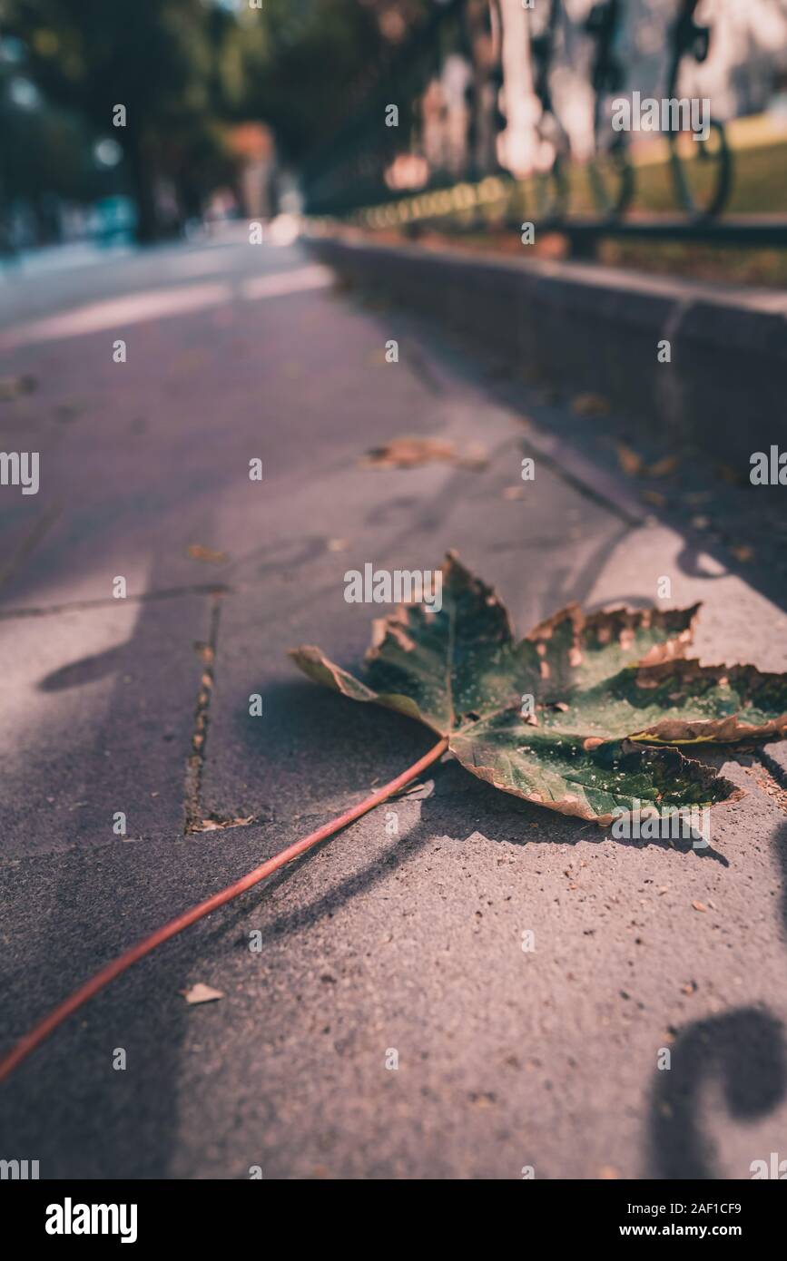 dark moody plants for background. Nature environment. Stock Photo