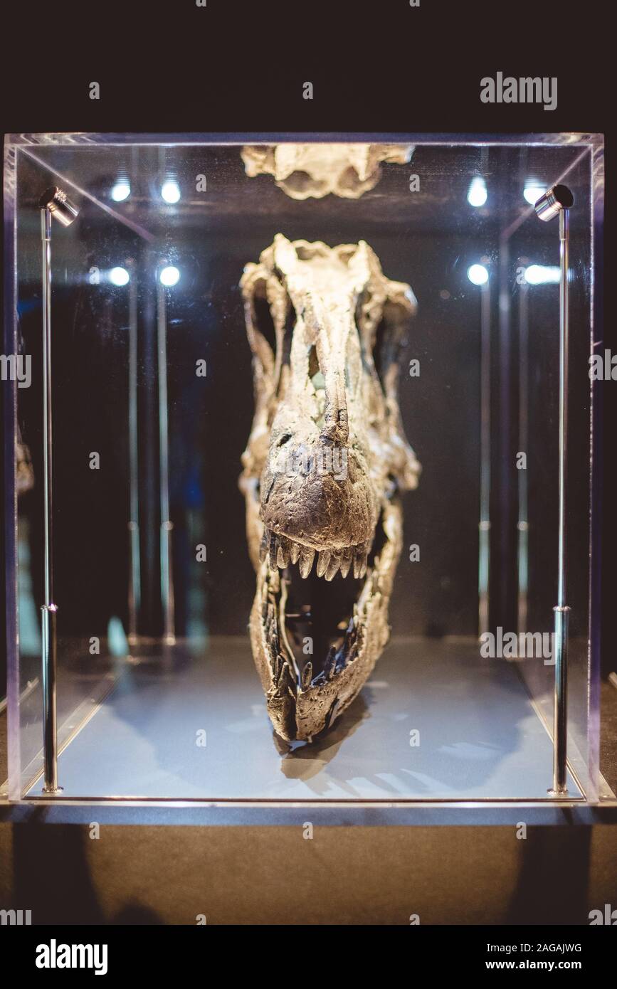 Vertical shot of a dinosaur skull in a glass box Stock Photo