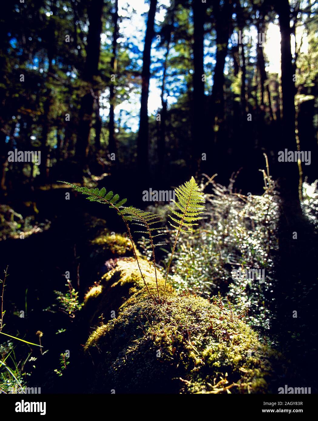 New Zealand. South Island. Ferns growing in woodland. Stock Photo