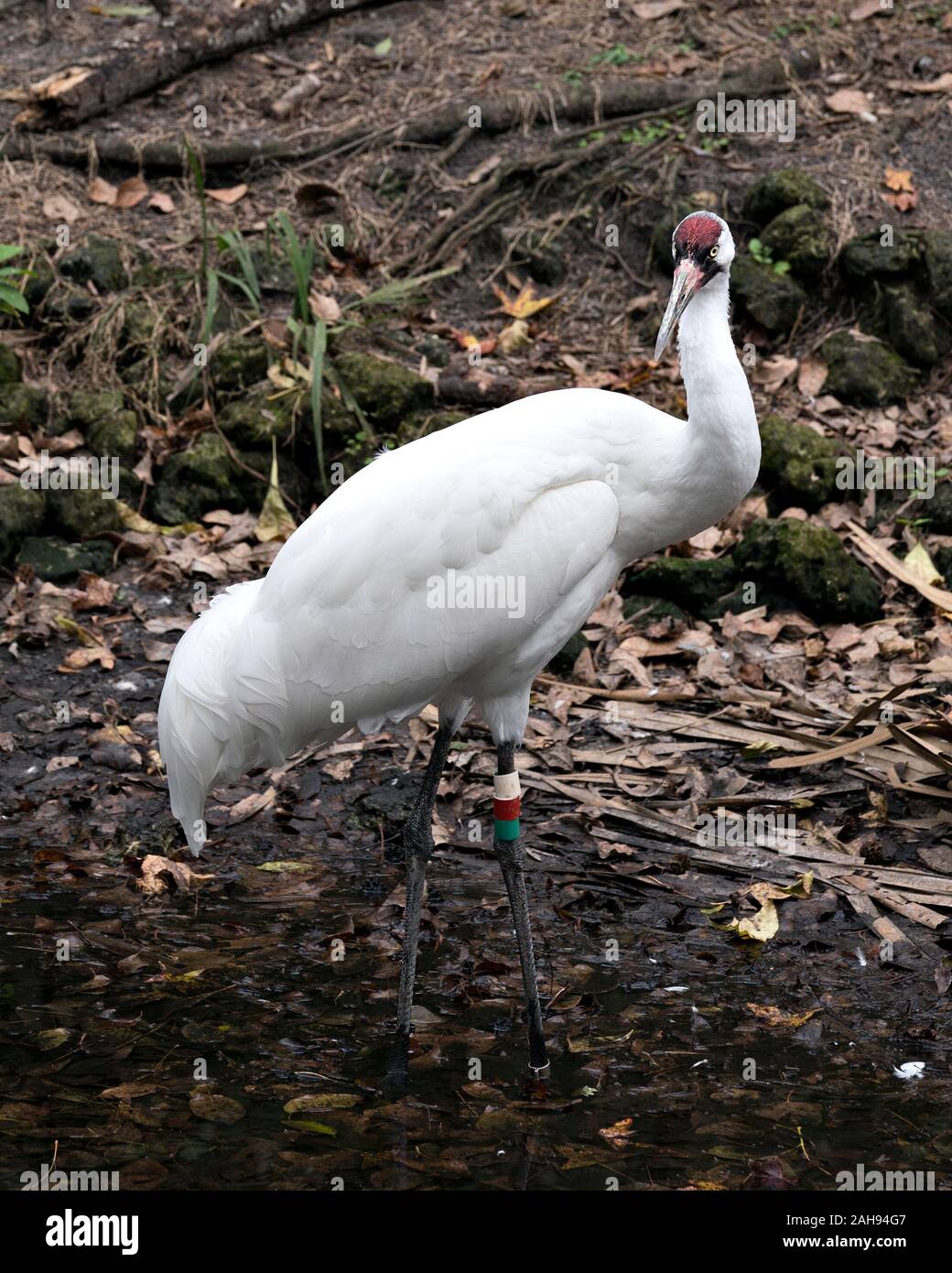 Whooping crane bird close-up profile view standing tall in the water with foliage background displaying white feathers plumage, red crowned head, beak Stock Photo