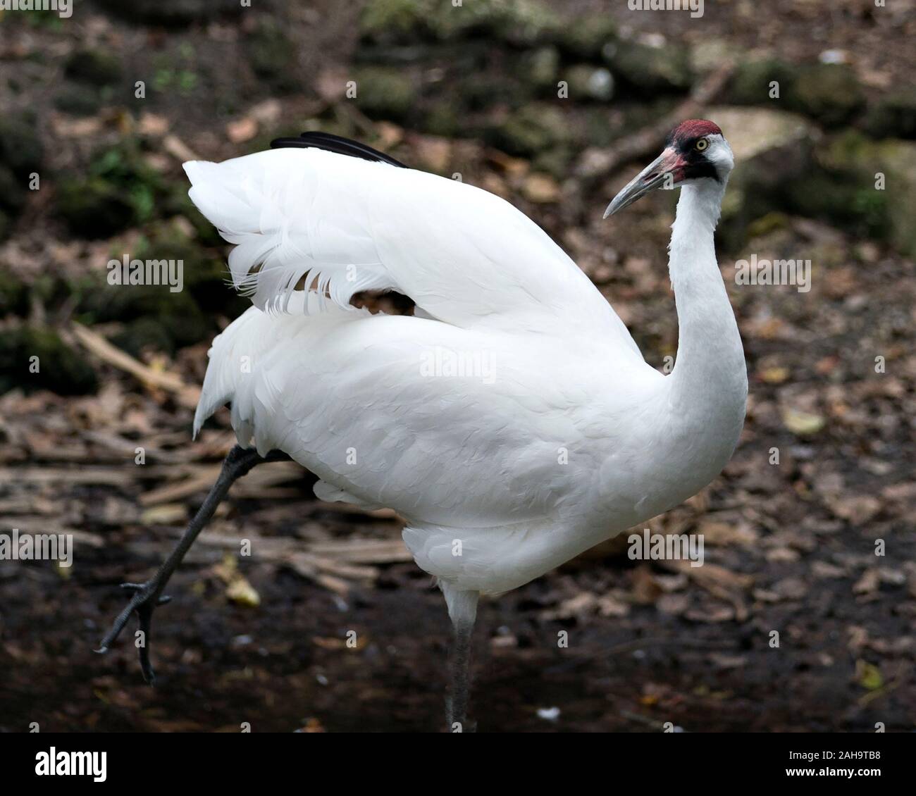 Whooping crane bird close-up profile view standing tall  with a bokeh background displaying white feathers plumage, beak, red crowned head, eye, legs Stock Photo