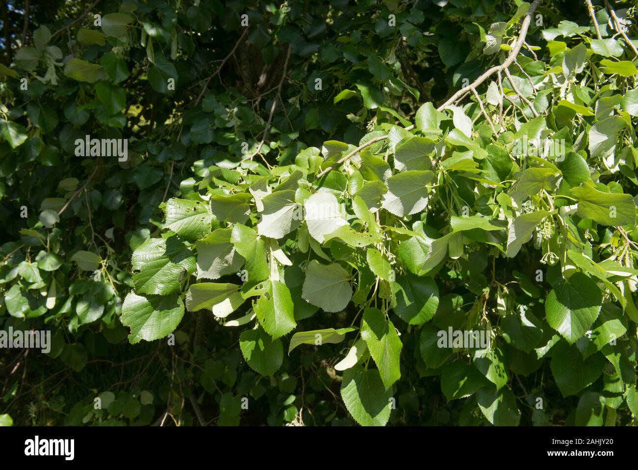 Silver Lime or Silver Linden Deciduous Tree (Tilia tomentosa 'Petiolaris') in a Park in Rural Devon, England, UK Stock Photo