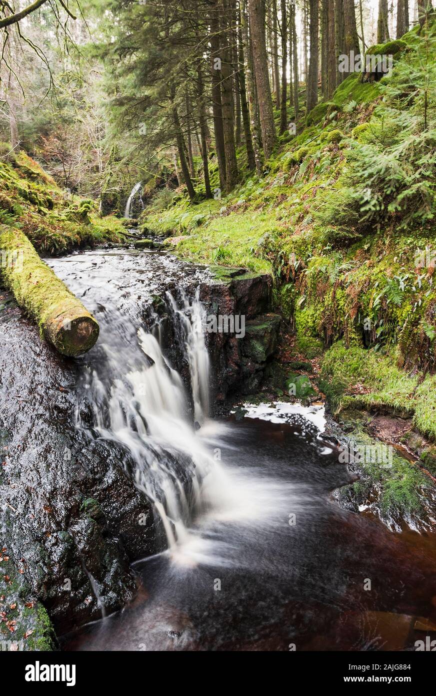 Hindhope Linn waterfall on the edge of Kielder Forest in Northumberland, UK Stock Photo