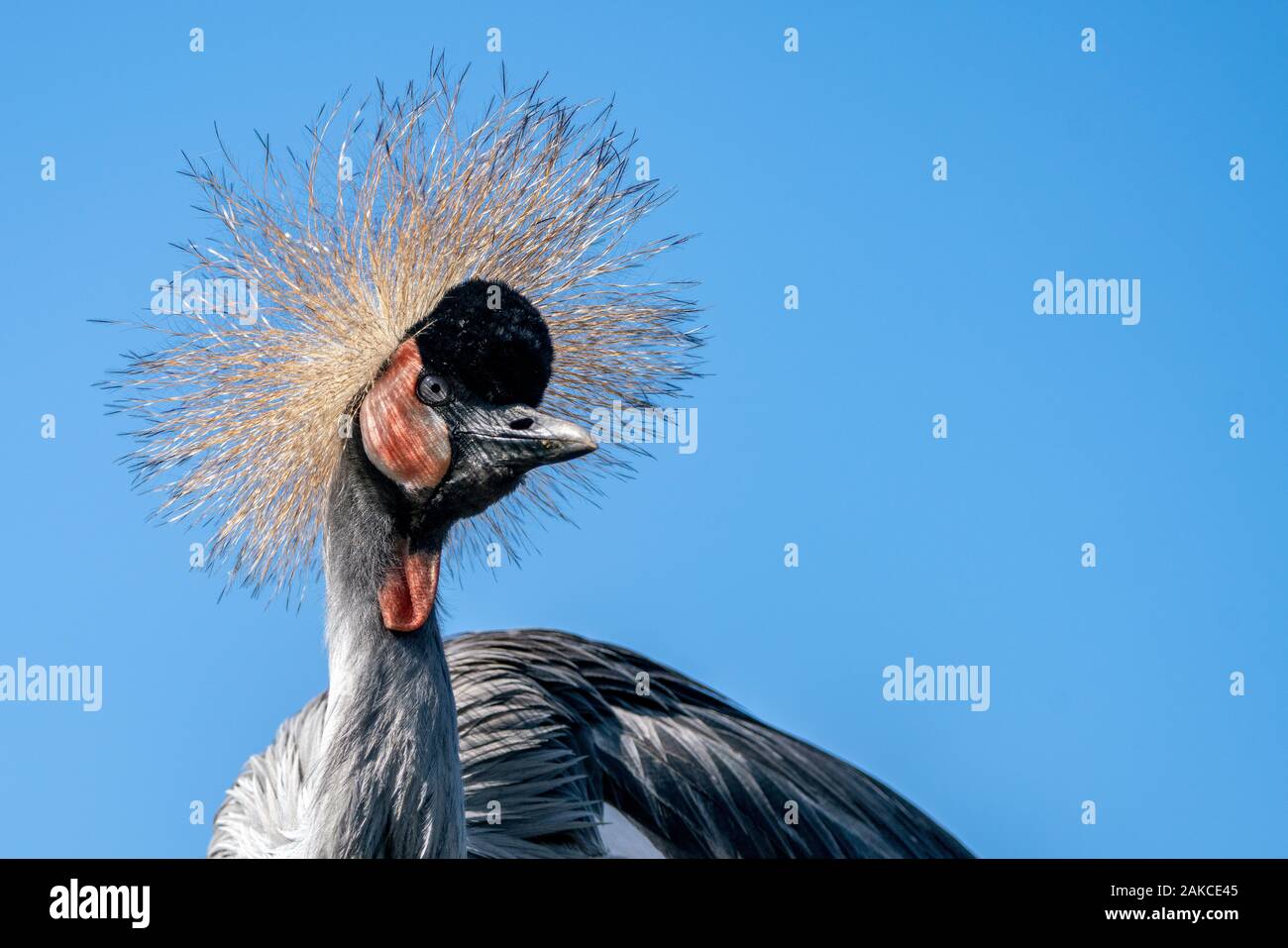 Portrait of a Black Crowned Crane  (Balearica pavonina).  Noord Brabant in the Netherlands. Blue background with writing space Stock Photo