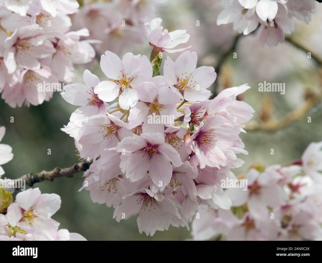 PRUNUS YEDOENSIS SOMEI-YOSHINO Stock Photo