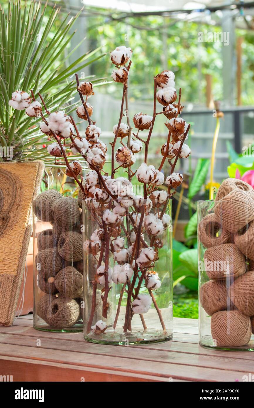 Dry branches of natural cotton with mature bolls in a glass vase. Skein of craft cotton thread twine rope. Harvest cotton and its application Stock Photo