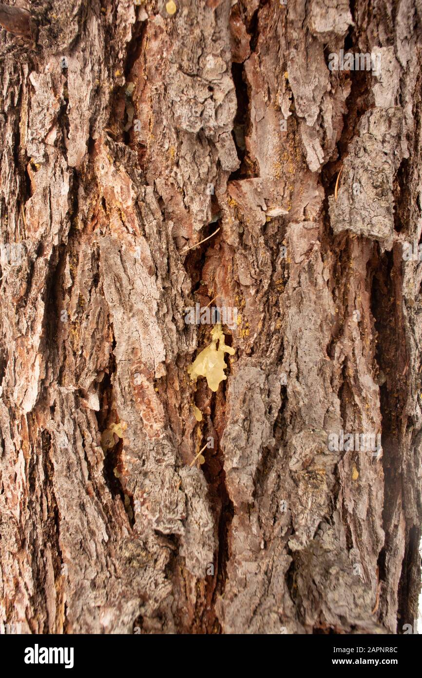 The trunk and bark of a Western Larch, (Larix occidentalis). The spots of tree sap may indicate the onset of beetle damage. Winter. Troy, Montana. Oth Stock Photo