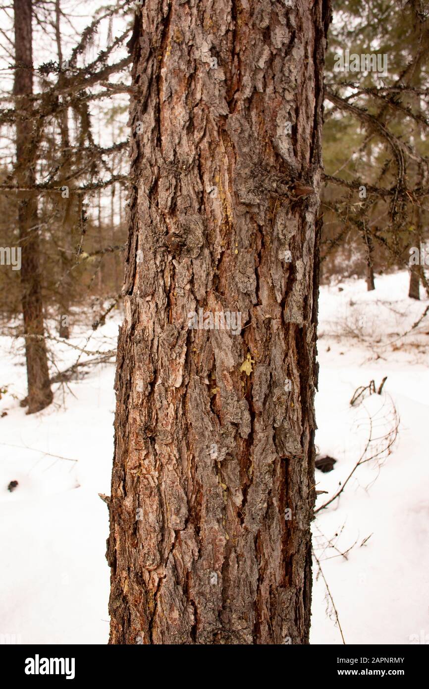 The trunk and bark of a Western Larch, (Larix occidentalis). The spots of tree sap may indicate the onset of beetle damage. Winter. Troy, Montana. Oth Stock Photo