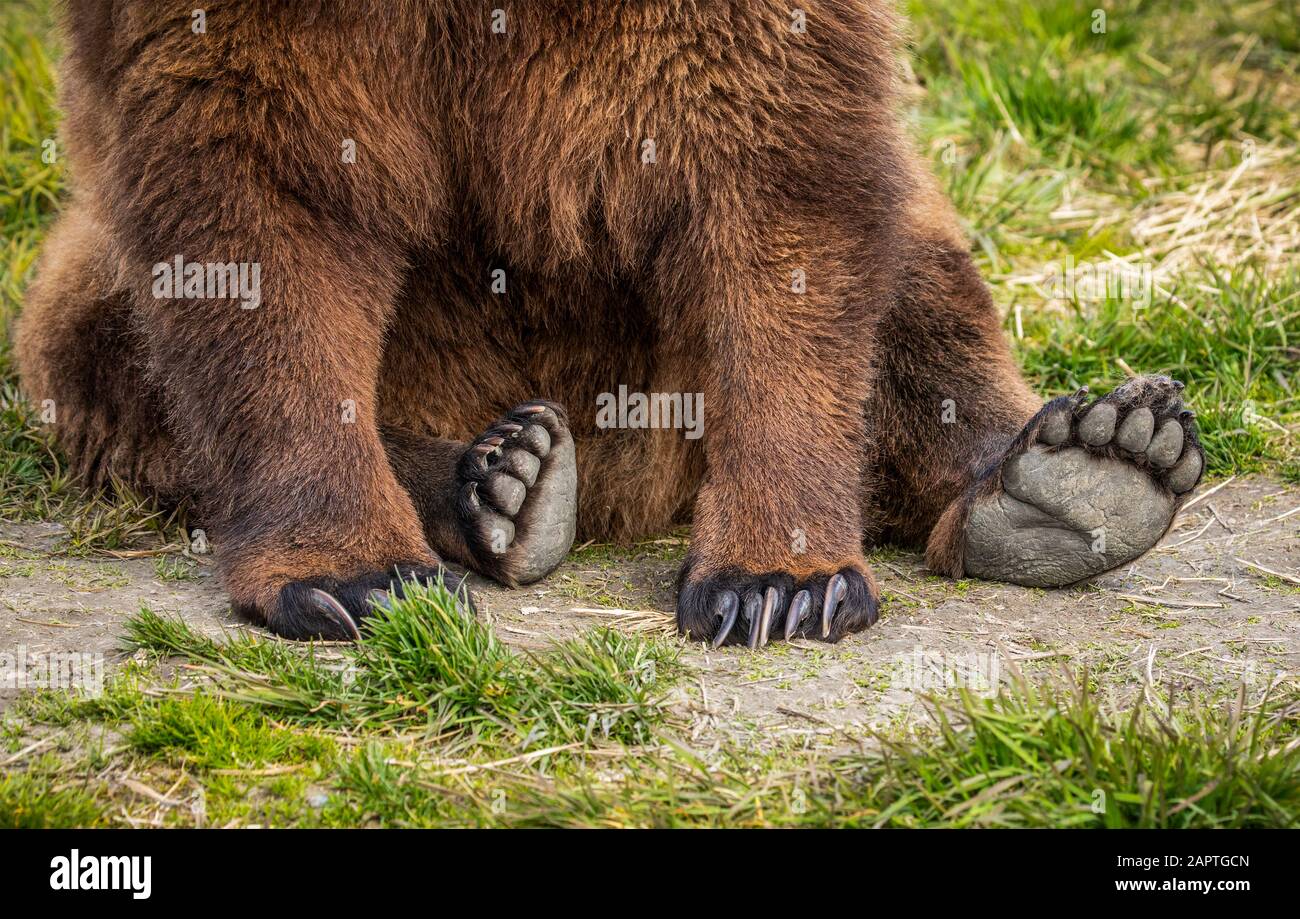 Brown bear (Ursus arctos) sow sitting on grass showing large paws, Alaska Wildlife Conservation Centre, South-central Alaska Stock Photo