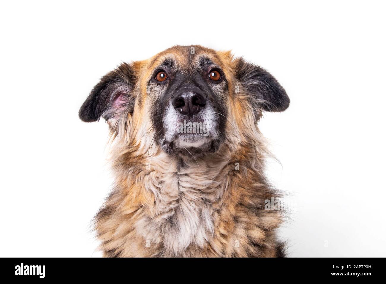 Dog posing for portraits on a white background; Studio Stock Photo