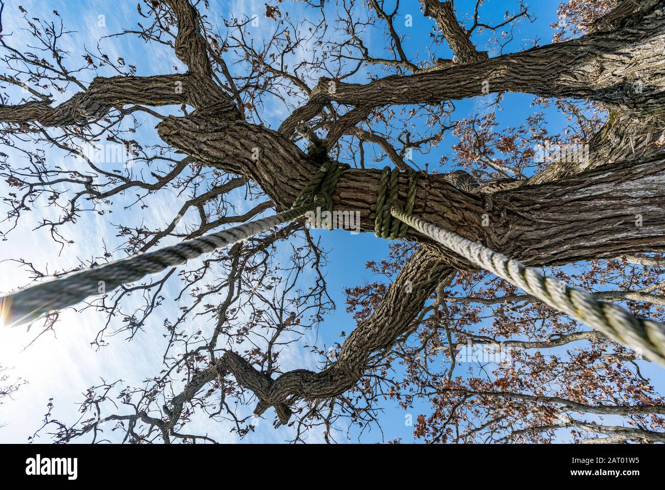 Rope swing hanging from tree Stock Photo