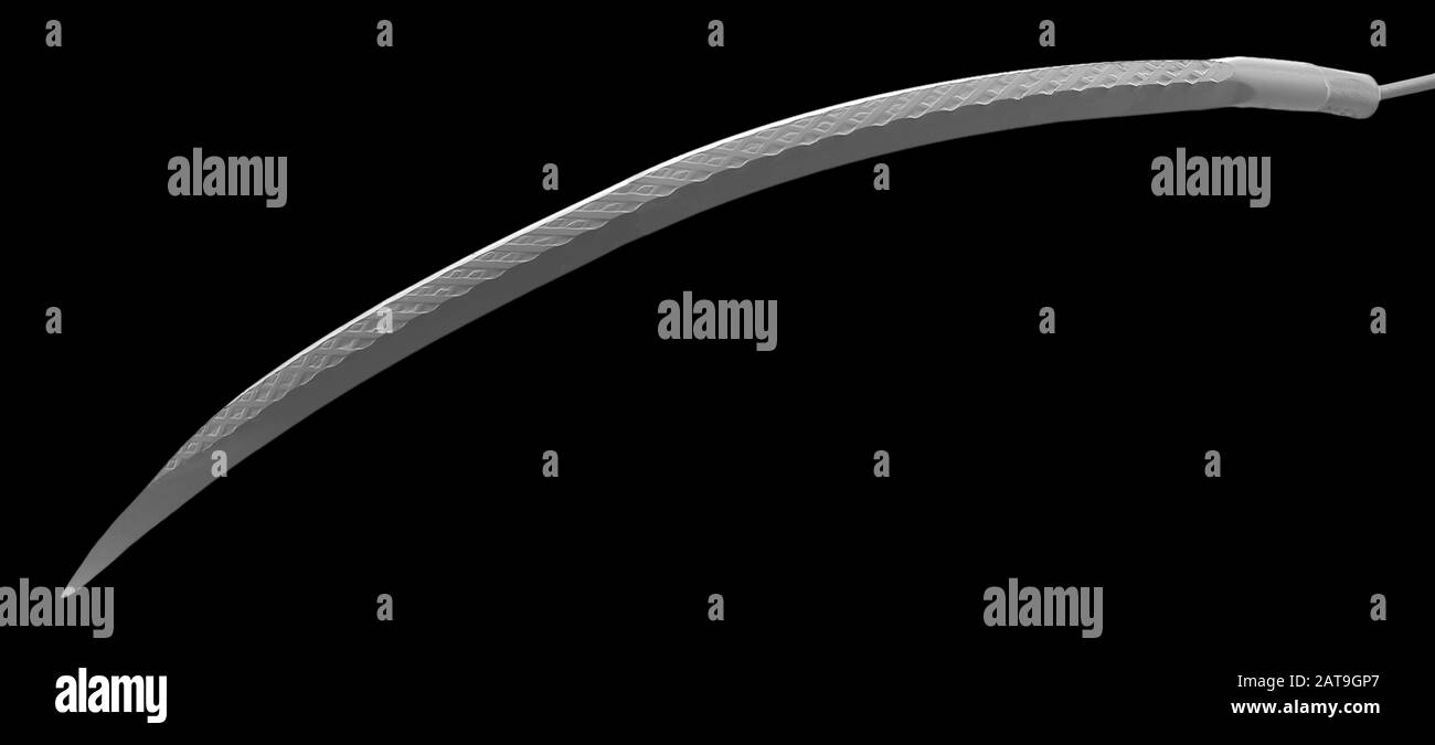 Surgical needle, SEM Stock Photo