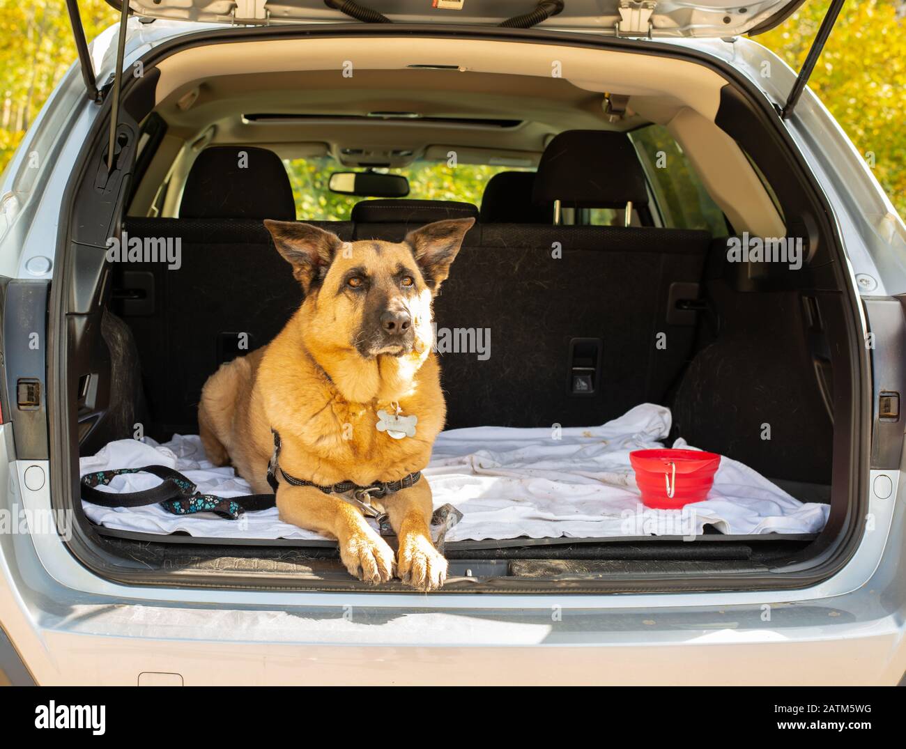 A german shepherd cross dog, Canis lupus familiaris, lying in the back of a Subaru Outback. Stock Photo