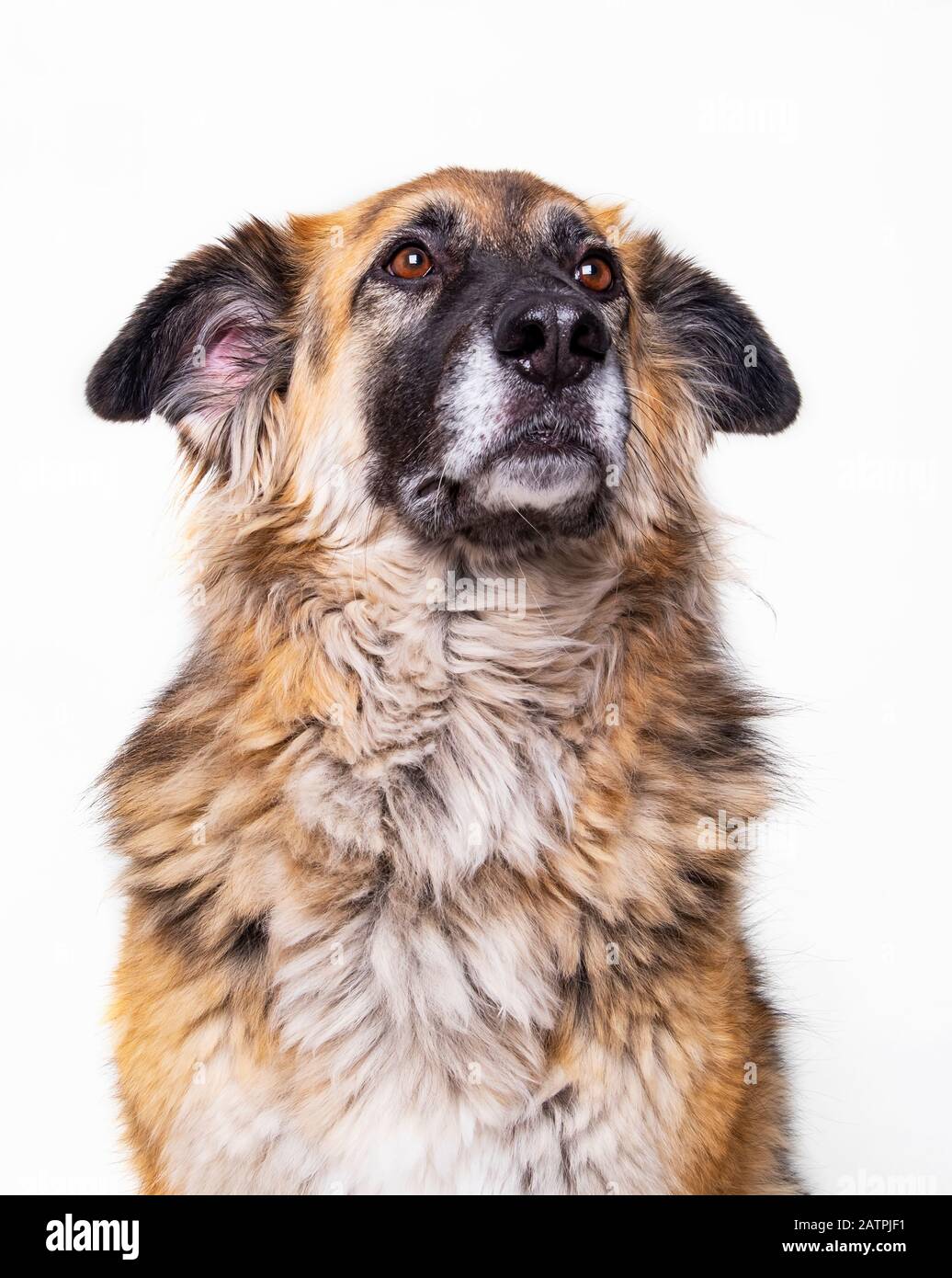 Dog posing for portraits on a white background; Studio Stock Photo