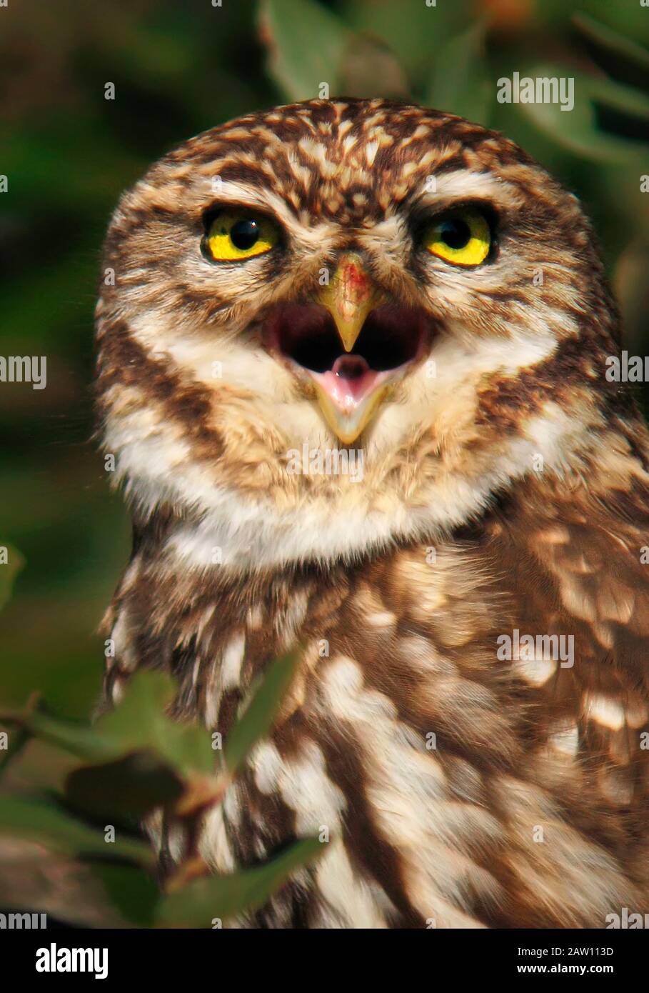 Little Owl (Athene noctua), Spain Stock Photo