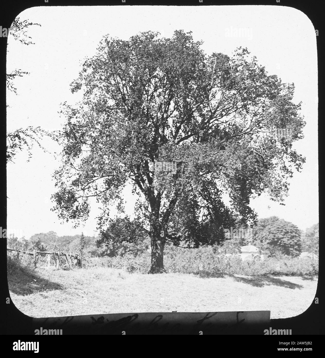 deciduous, trees, forests, avenues, botanical, ulmus glabra fastigiata ...