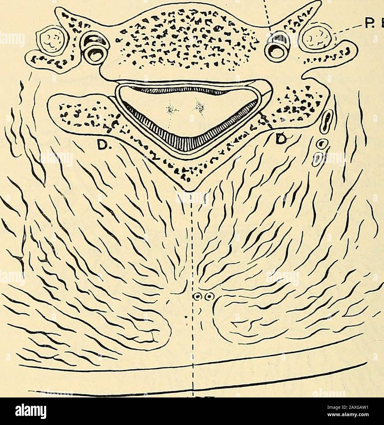 A manual of operative surgery . PS. -L.S. FIG. 303.—TRANSVERSE SECTION THROUGH THE CARTILAGE (C. Ill) BETWEEN THETHIRD AND FOURTH LUMBAR VERTEBRA. C. Eq., Cauda equina; f., Fat behind the Cauda equina; L.s., Lumbosacral cord;PS., Psoas muscle ; s. iv., Spine of fourth lumbar vertebra. 1909) a series of cases of successful laminectomy for chronic spinalmeningitis, in most of which the presence of a tumour had beendiagnosed but was not found. On this subject see also an im-portant paper by Prof. Krause (Verhandl. der dents. Gesell. f. Chir.y1907, p. 598). 2 98 OPERATIONS ON THE SPINE rPARTlII Th Stock Photo