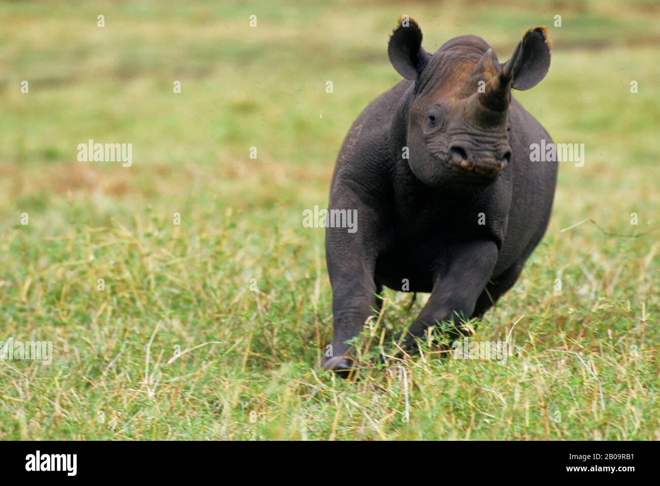 TANZANIA, NGORONGORO CRATER, BLACK RHINOCEROS, STAMPEDING Stock Photo