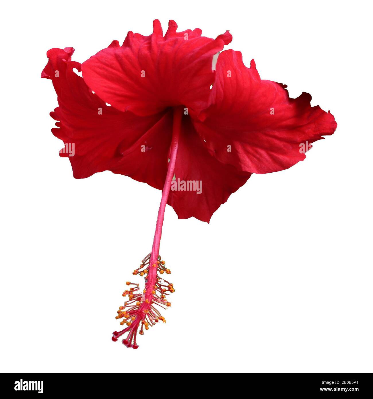 Red hibiscus flower isolated white background for design Stock Photo