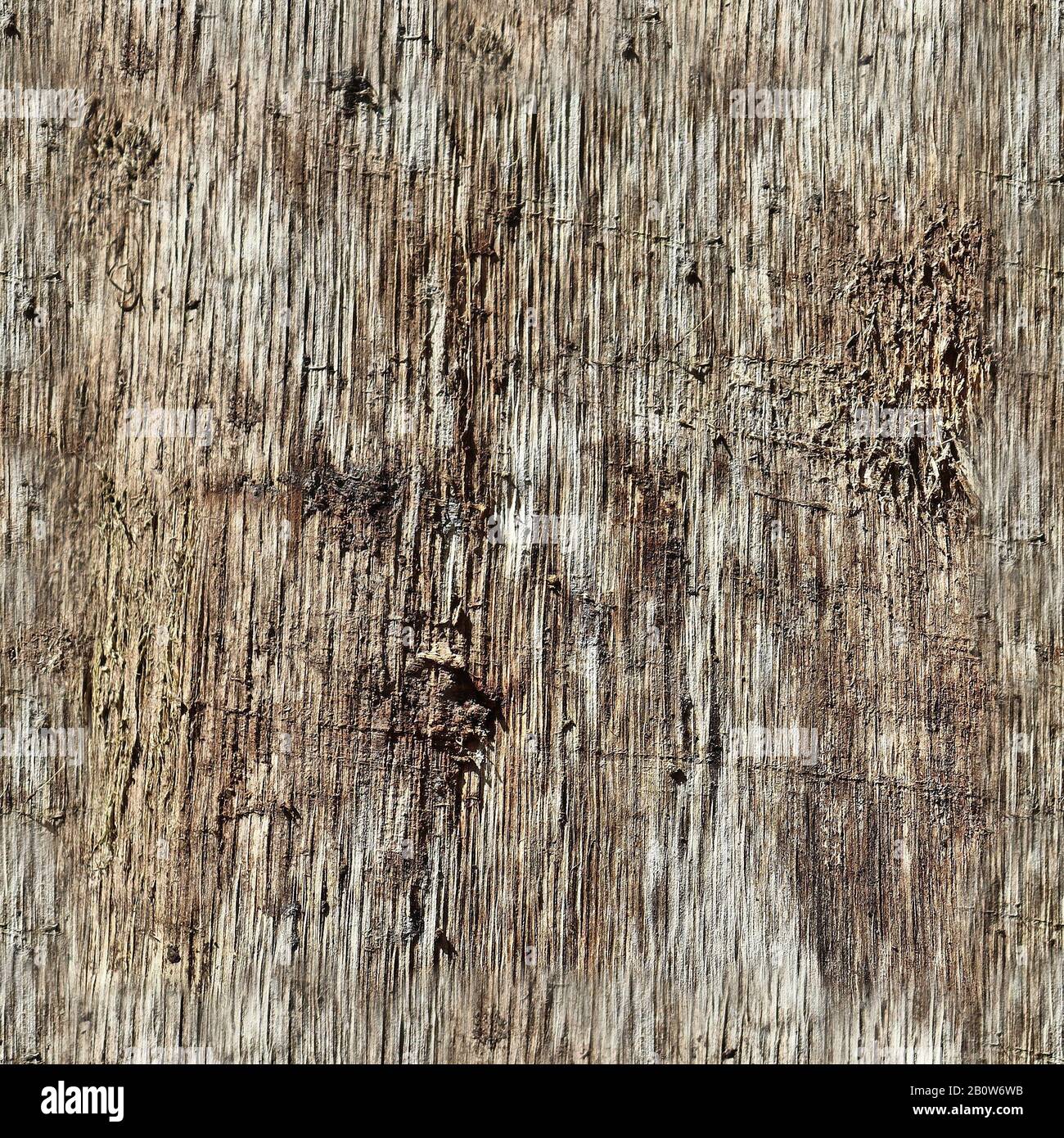 Photo realistic seamless texture pattern of tree bark in high resolution Stock Photo