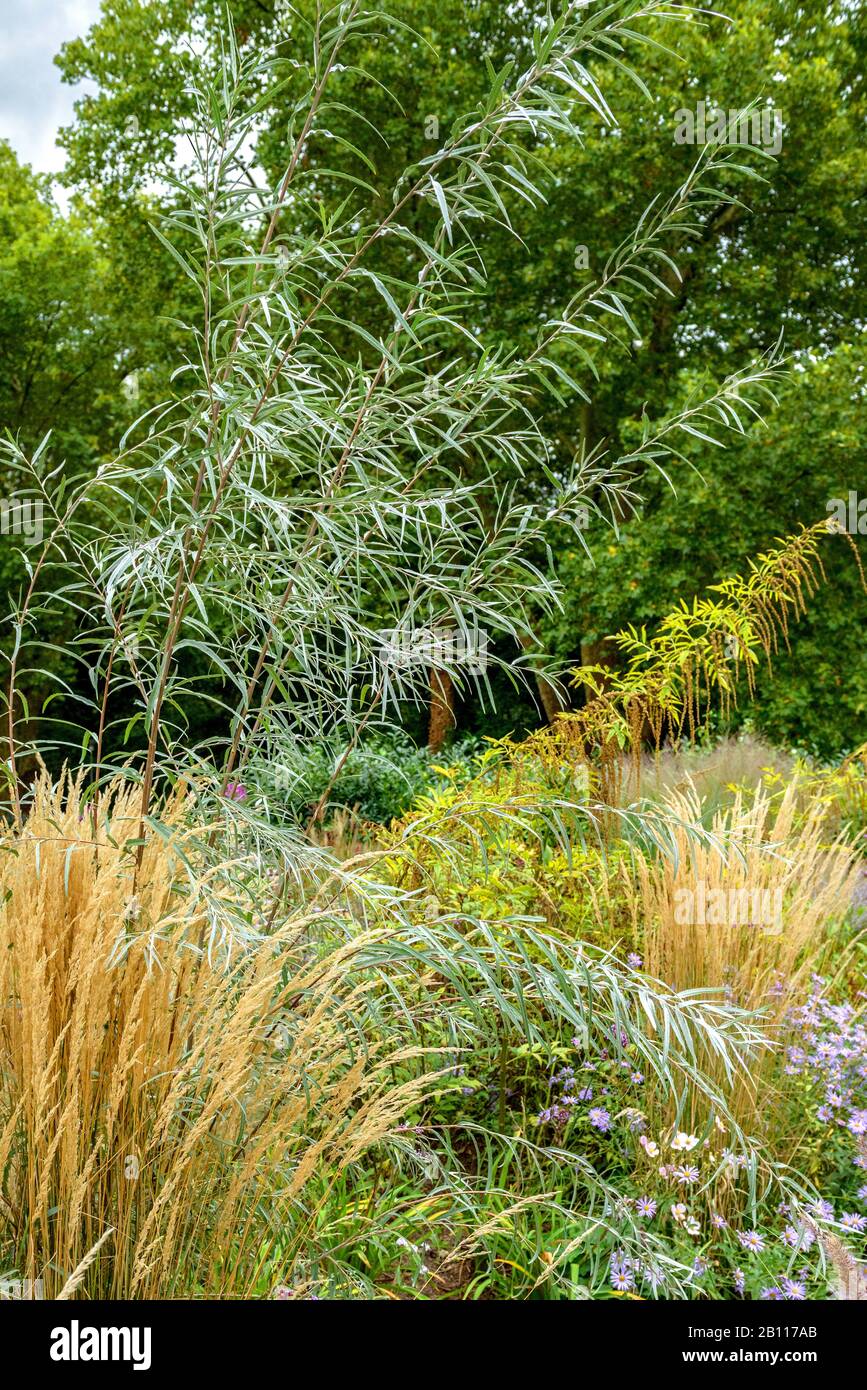 sand bar willow, sandbar willow (Salix exigua), with Molinia caerulea Overdam, Germany, Rhineland-Palatinate Stock Photo