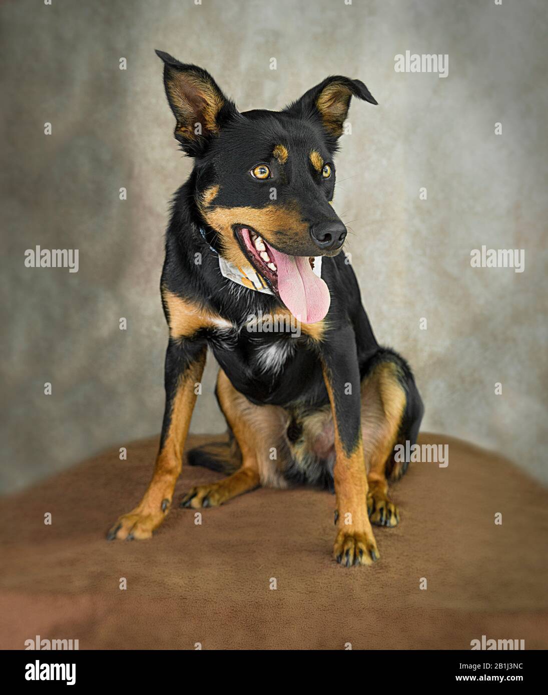 Cute dog Portrait Photograph of a German Shepherd Cross Stock Photo