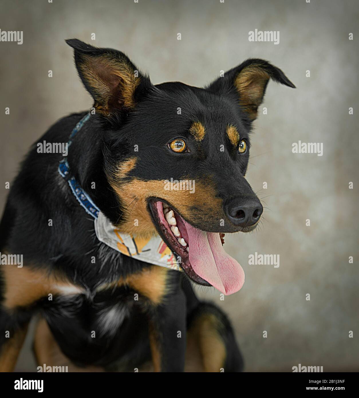 Cute dog Portrait Photograph of a German Shepherd Cross Stock Photo