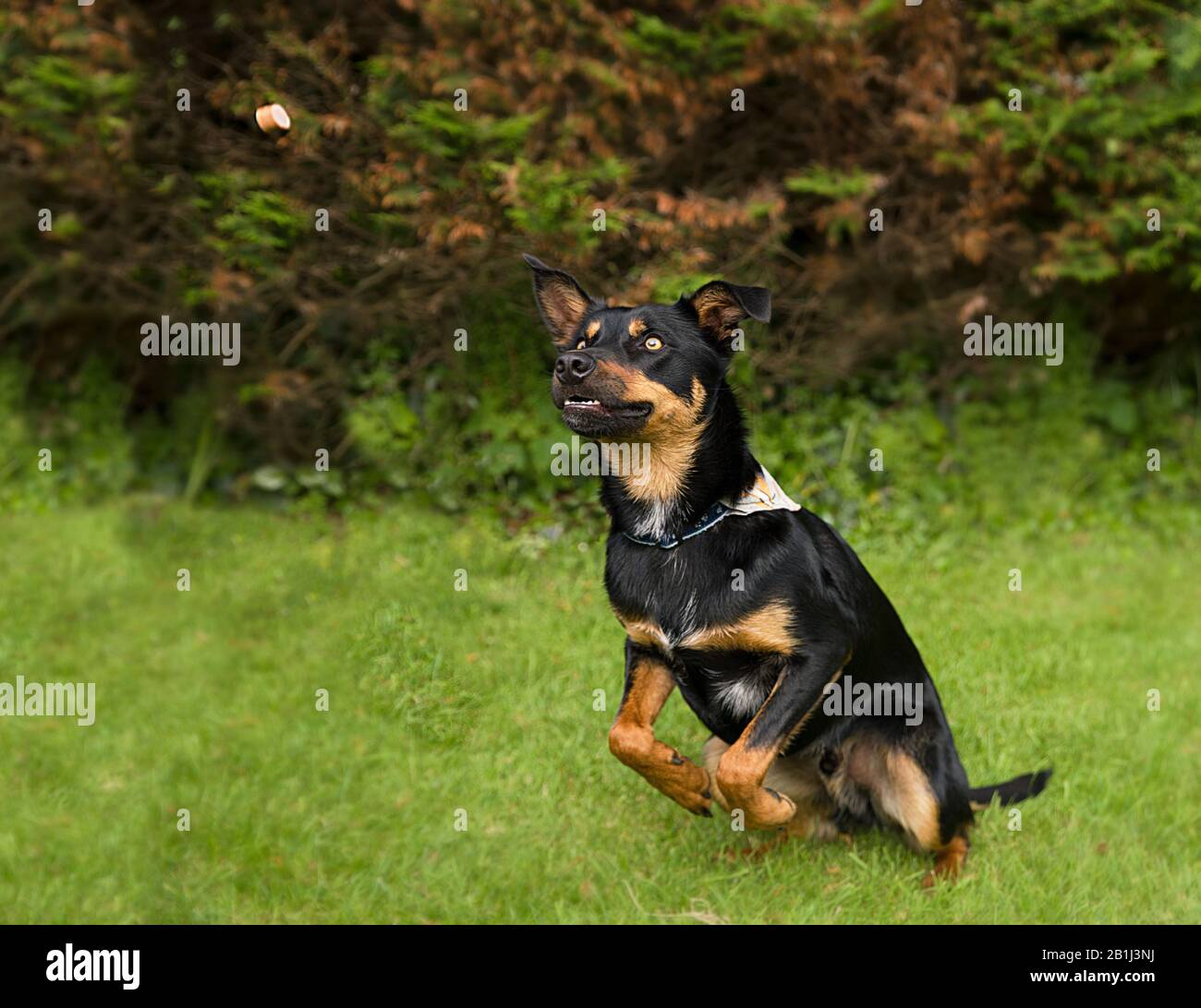 Cute dog Portrait Photograph of a German Shepherd Cross Stock Photo