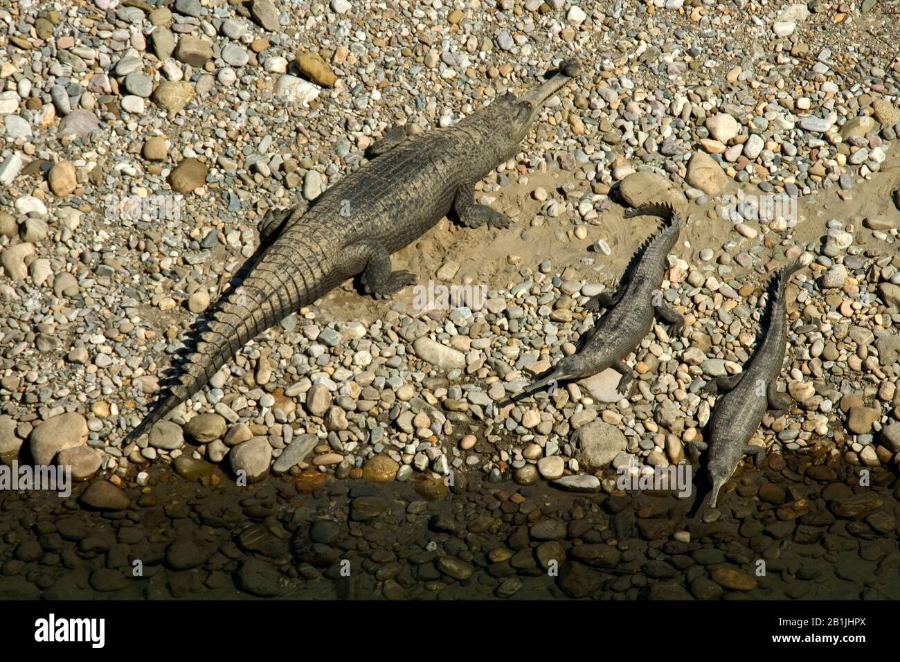 gharial, gavial, Indian gharial (Gavialis gangeticus), lying by the waterside, India, Corbett National Park Stock Photo