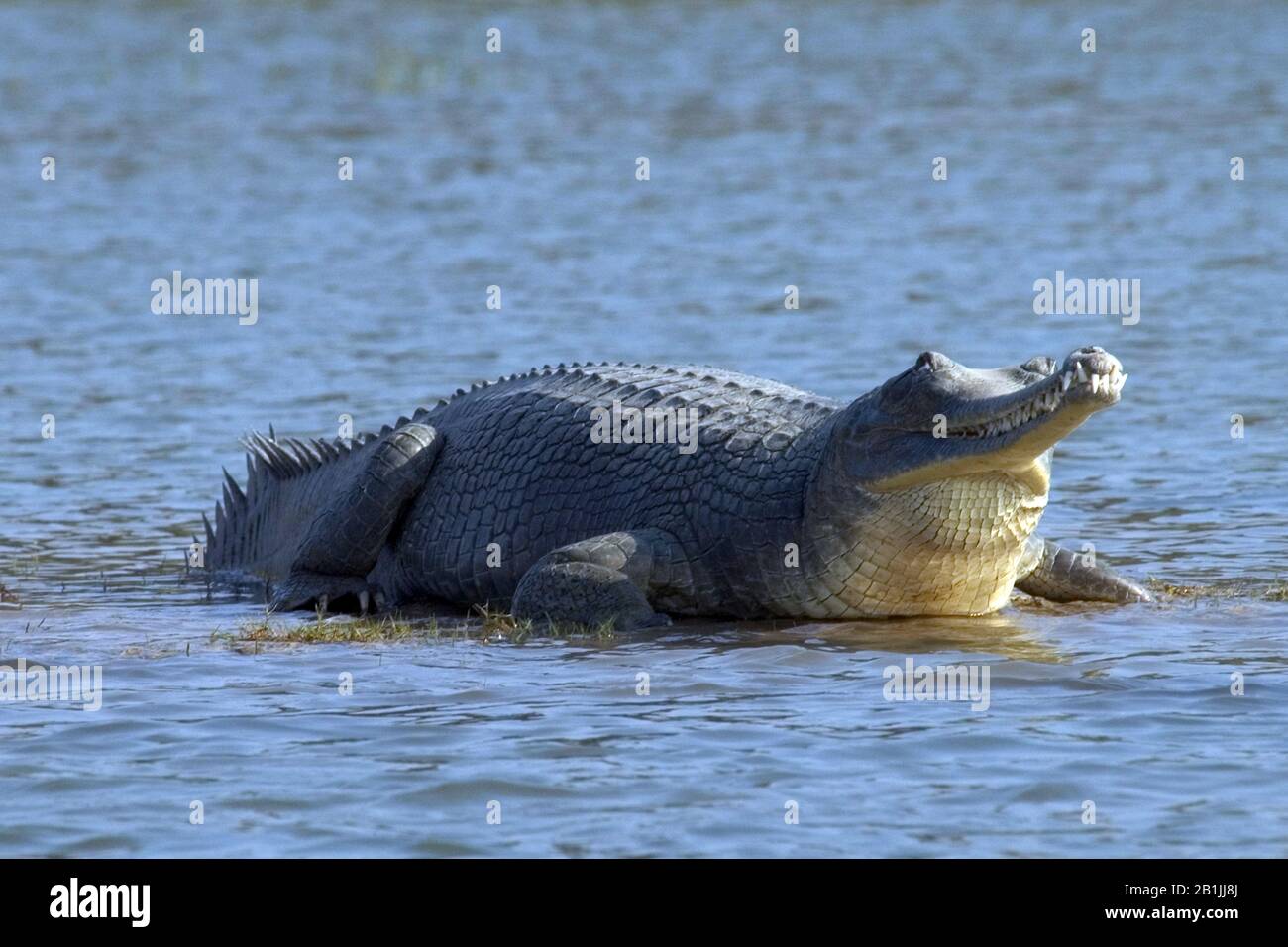 gharial, gavial, Indian gharial (Gavialis gangeticus), in Chambal River, India Stock Photo