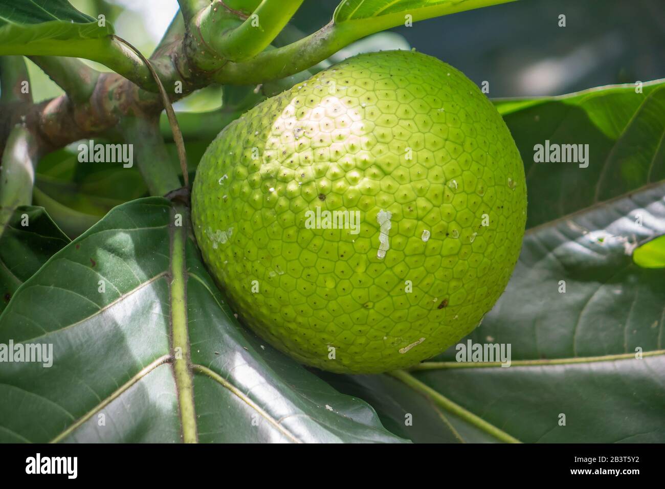 Breadfruit plant Stock Photo