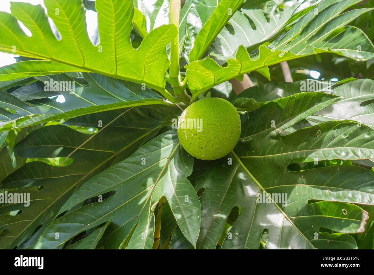 Breadfruit plant Stock Photo