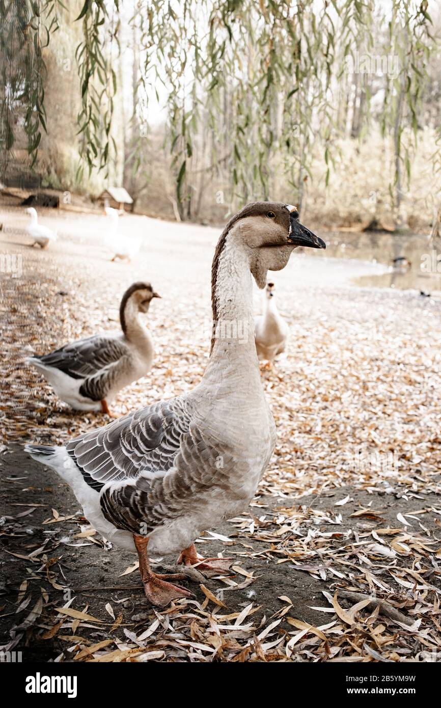 view of the swan from the front standing on the yard. Agriculture. Stock Photo