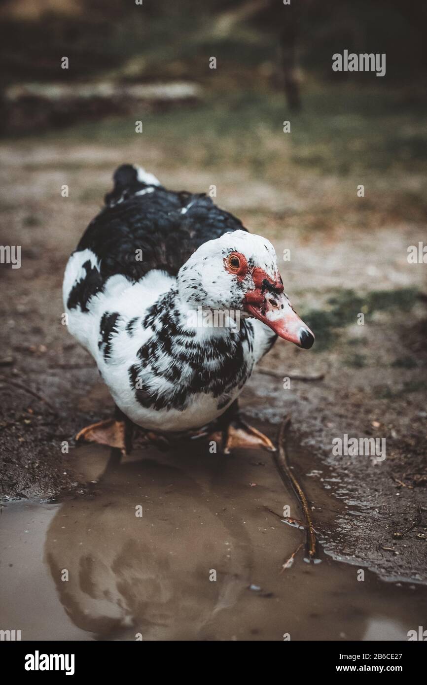 A duck standing in a puddle Stock Photo