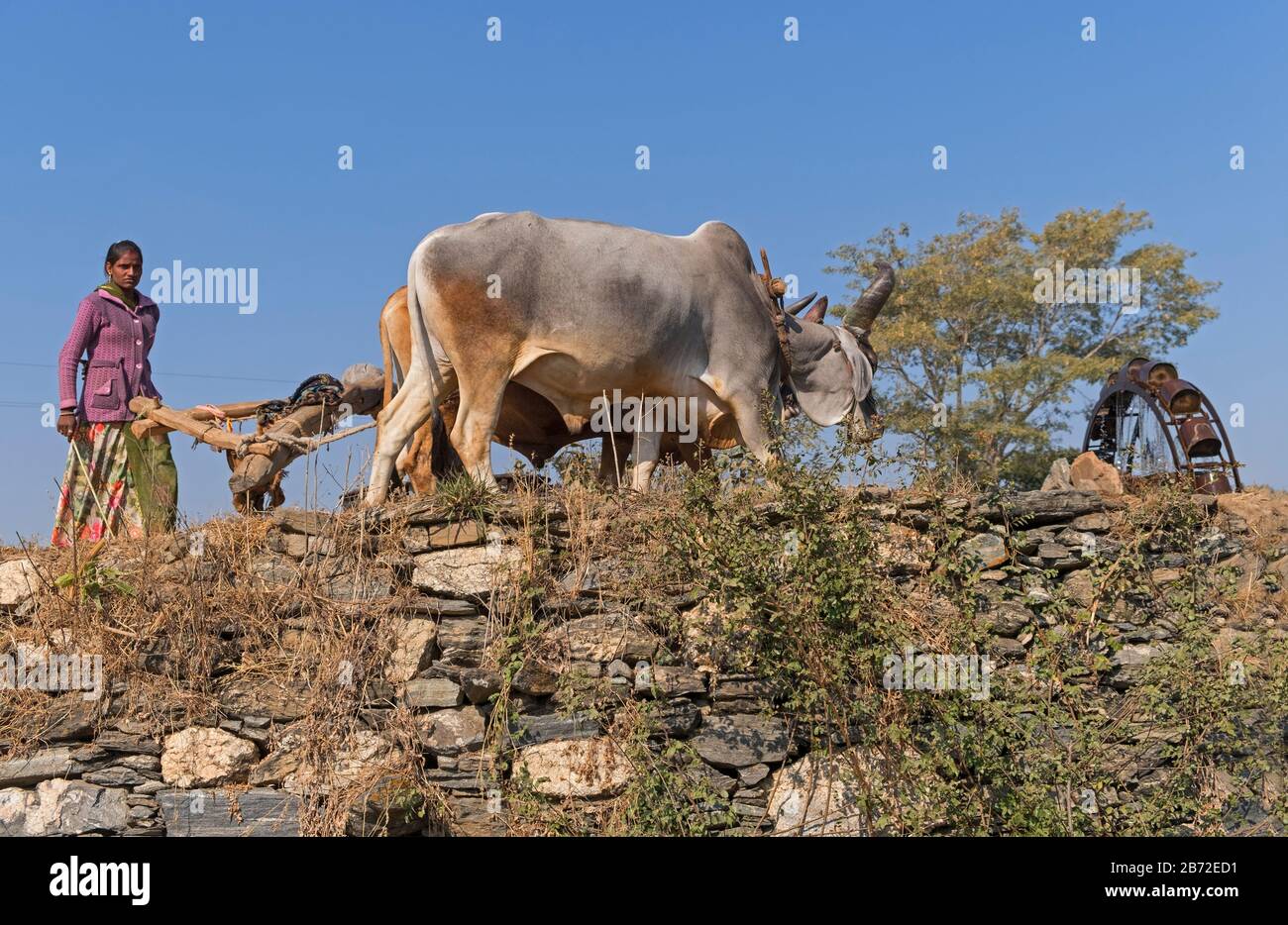 Ox-drawn water wheel near Udaipur Rajasthan India Stock Photo