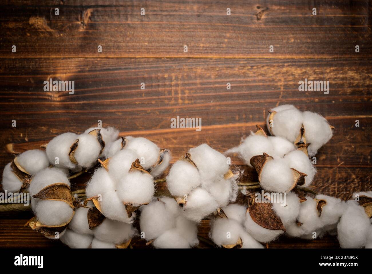 Mature cotton bowls on a wooden background Stock Photo