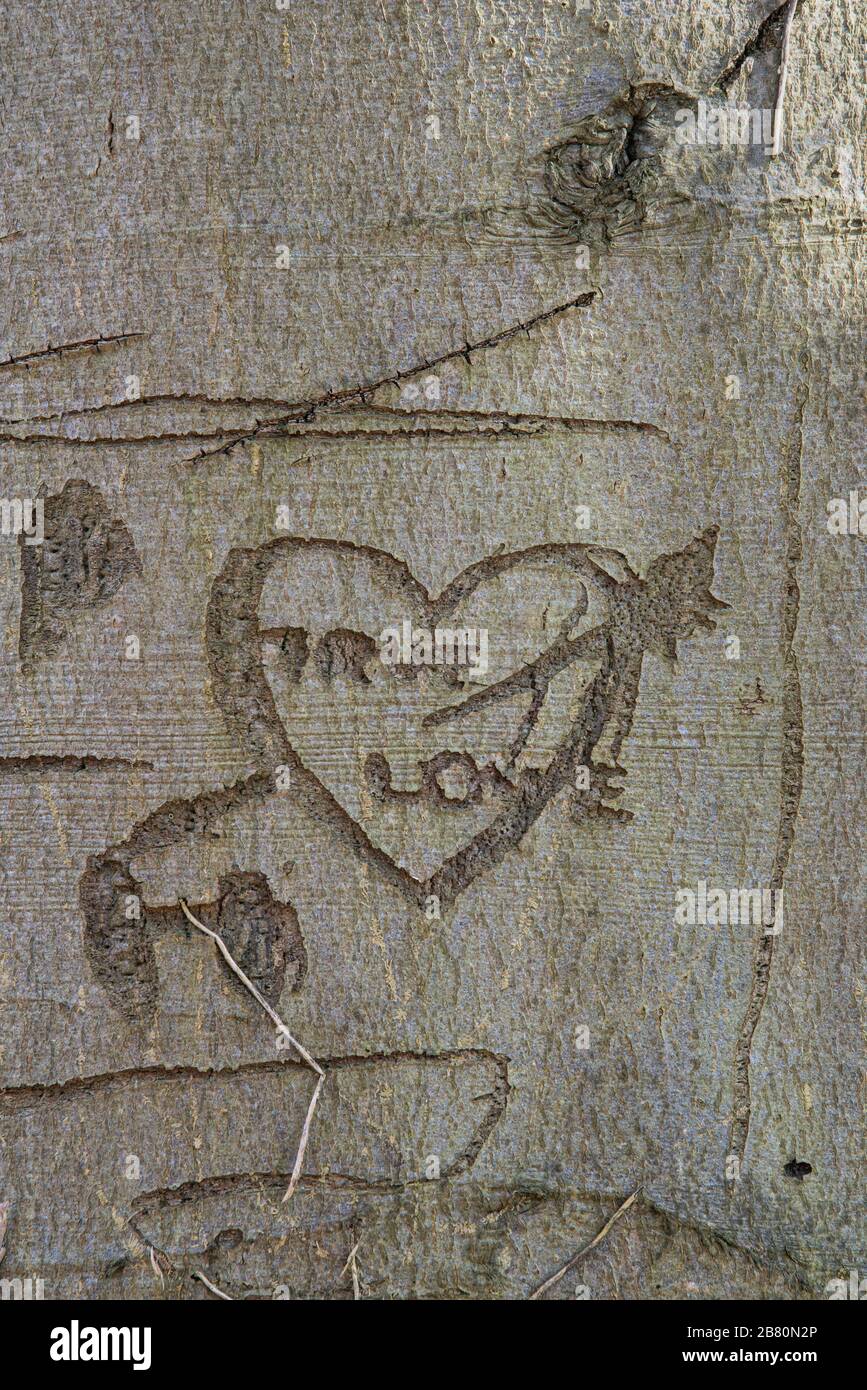 Tree Carving on Beech tree. Surrey, UK Stock Photo