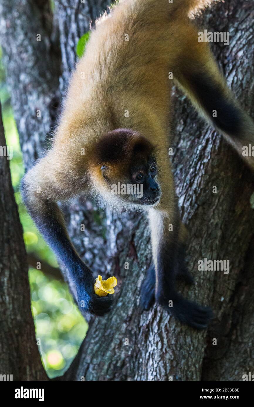 Spider monkey eating a banana in the wild seen on the coast of Costa Rica. Stock Photo