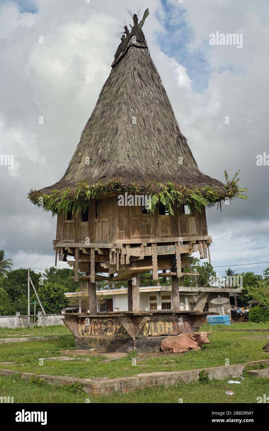 Traditional wooden construction of Fataluku people in Lospalos, Lauten. Timor Leste (East Timor). Cow lying down. Stock Photo