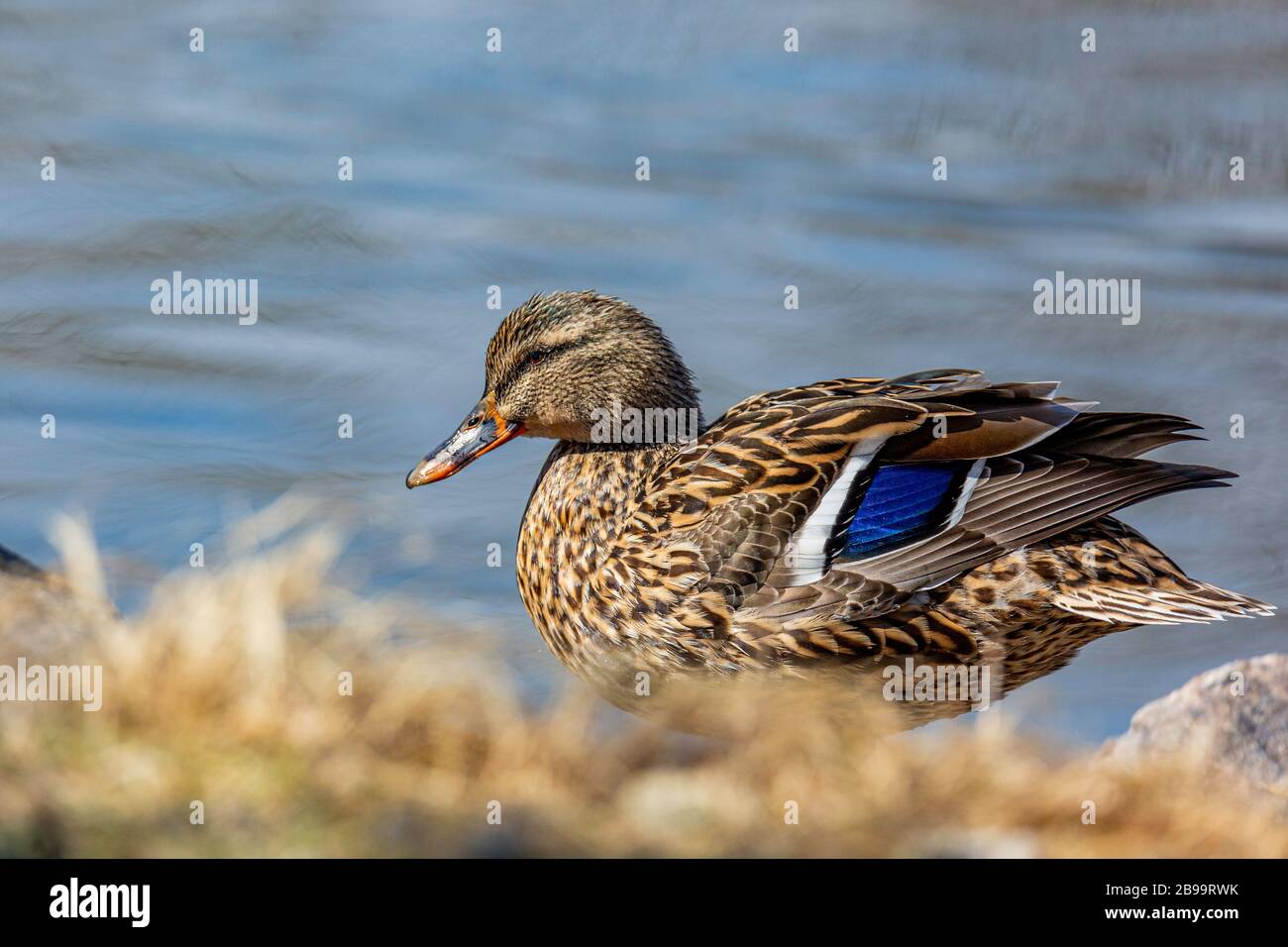 Hen Mallard duck( Anas platyrhynchos) Colorado, USA Stock Photo