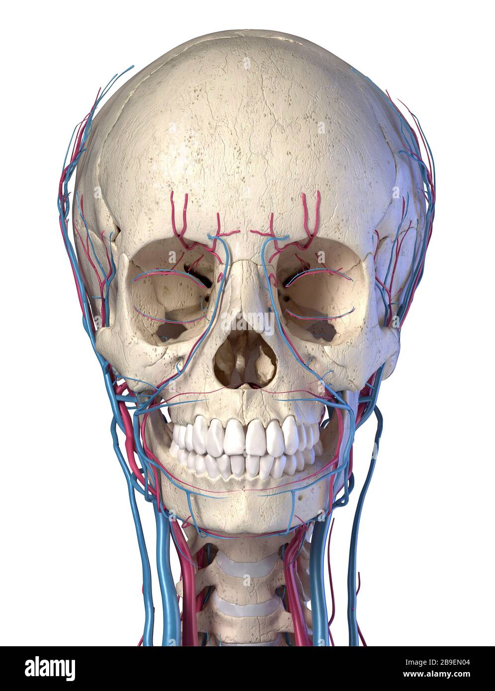 Vascular system of the human head on white background. Stock Photo