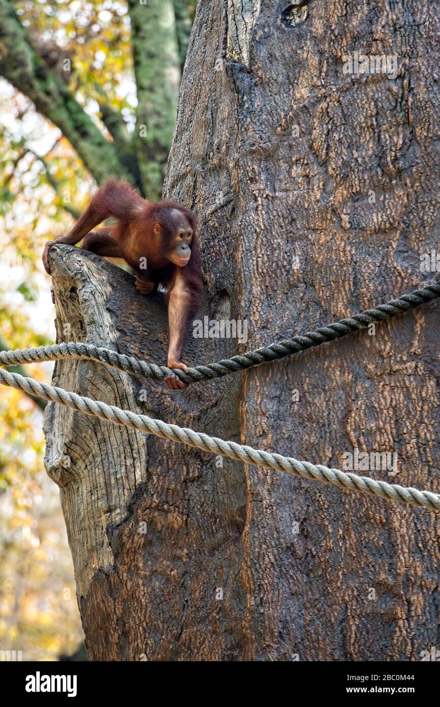 Borean Orangutan climbing a tree at the Atlanta Zoo Stock Photo