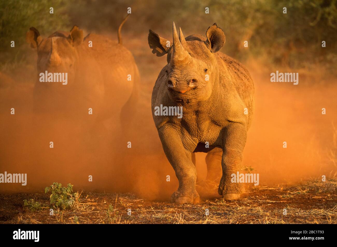 An action photograph of two female black rhinos charging at the game vehicle, kicking up red dust at sunrise, taken in the Madikwe game Reserve, South Stock Photo