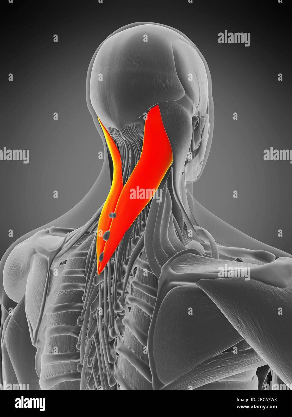 Splenius Muscles