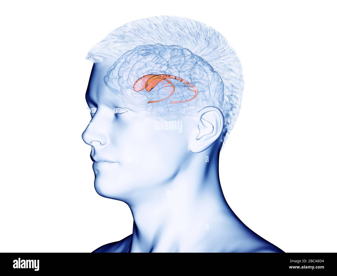 Caudate nucleus, illustration Stock Photo - Alamy