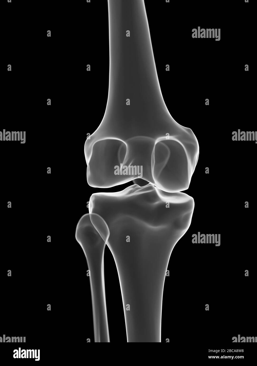 Knee joint, illustration. Stock Photo