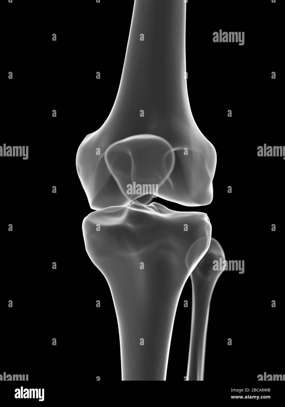 Knee joint, illustration. Stock Photo