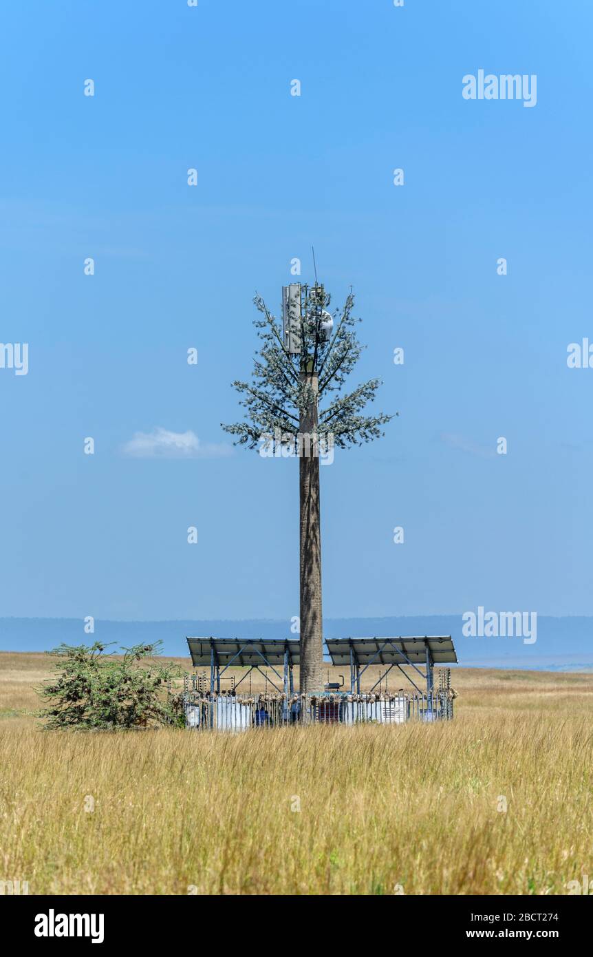 Mobile phone mast camouflaged as a tree in Masai Mara National Reserve, Kenya, Africa Stock Photo